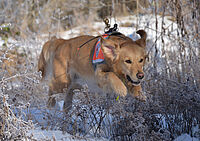 golden Retriever rennt durch gelände
